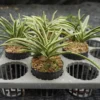 Vanda falcata variegated (Neofinetia falcata) orchid plant for sale