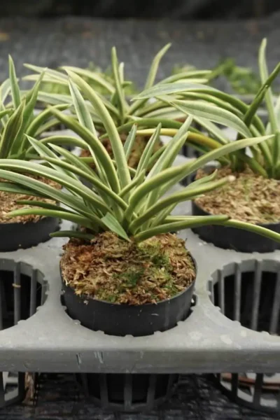 Vanda falcata variegated (Neofinetia falcata)