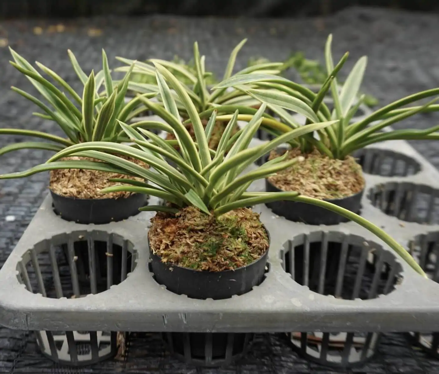 Vanda falcata variegated (Neofinetia falcata) – Buy Online | Sib Orchid Vanda falcata variegated (Neofinetia falcata)