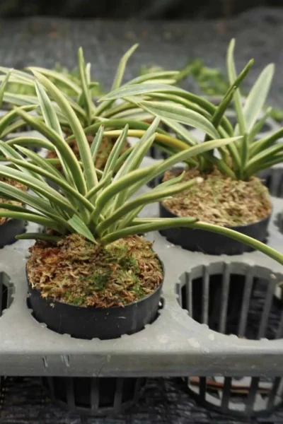 vanda neofinetia falcata variegated