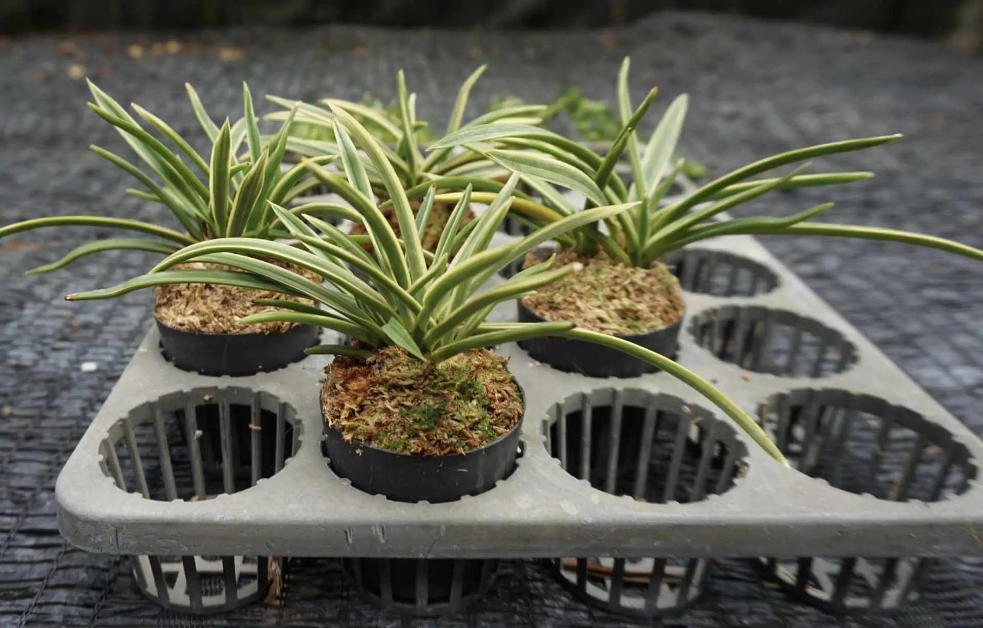 Vanda falcata variegated (Neofinetia falcata) – Buy Online | Sib Orchid vanda neofinetia falcata variegated