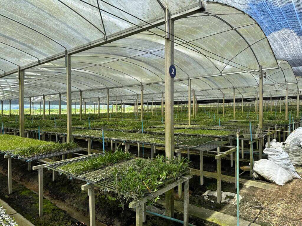 01- Right Location and Understanding Your Orchid's Need – Buy Online | Sib Orchid 01- Right Location and Understanding Your Orchid's Need orchid plant for sale