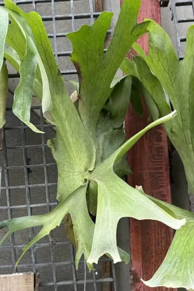 Platycerium holtumii 