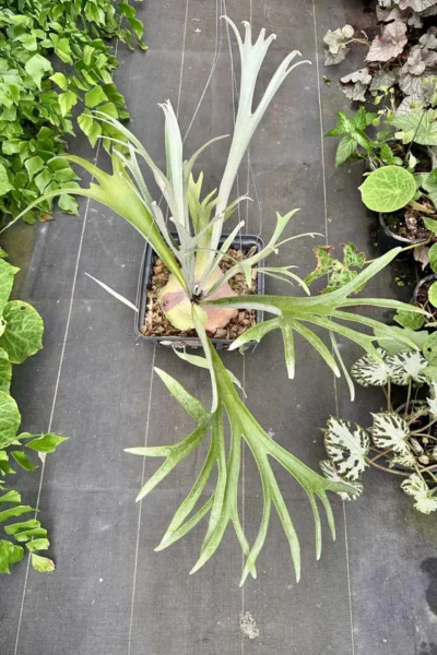 Platycerium Coronarium Thin Thin – Rare Orchid Species For