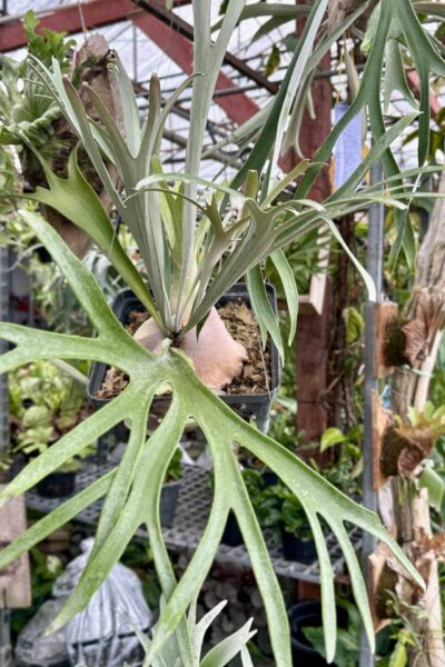 Platycerium Holtumii | For Sale SibOrchid.com