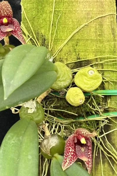 Bulbophyllum disciflorum Trias disciflora