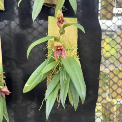Bulbophyllum disciflorum - Trias disciflora (Well Plant)