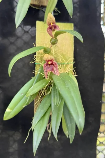 Trias disciflora (Well Plant)