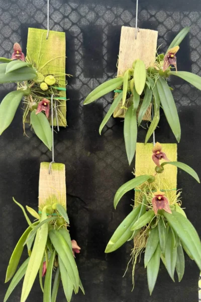 Trias disciflora (Well Plant)