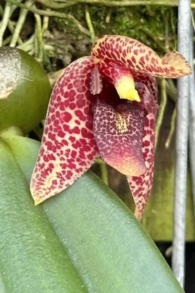 Bulbophyllum disciflorum