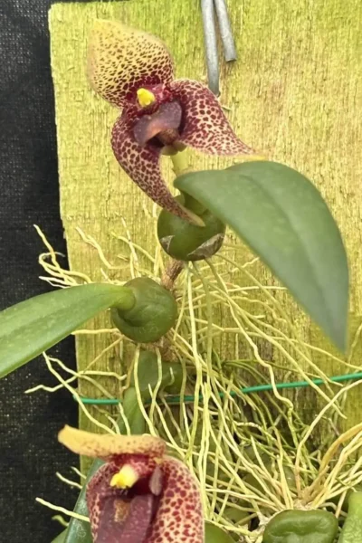 Bulbophyllum disciflorum