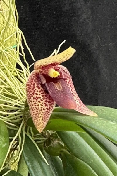 Trias disciflora Bulbophyllum disciflorum