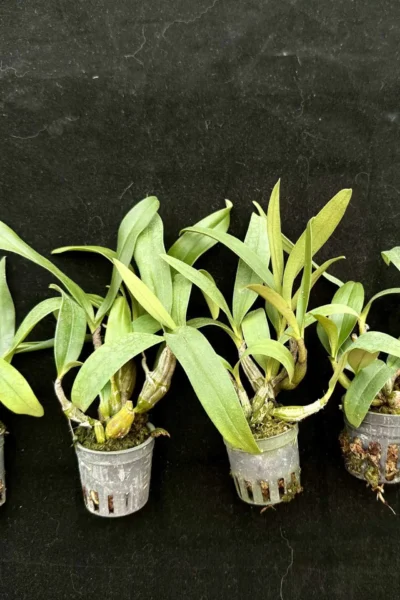 Dendrobium Trigonopus