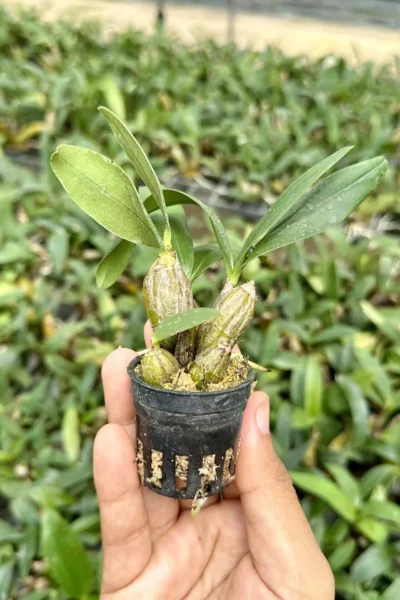 Dendrobium Trigonopus