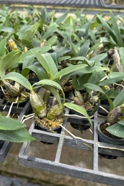 Dendrobium Trigonopus