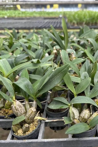 Dendrobium Trigonopus