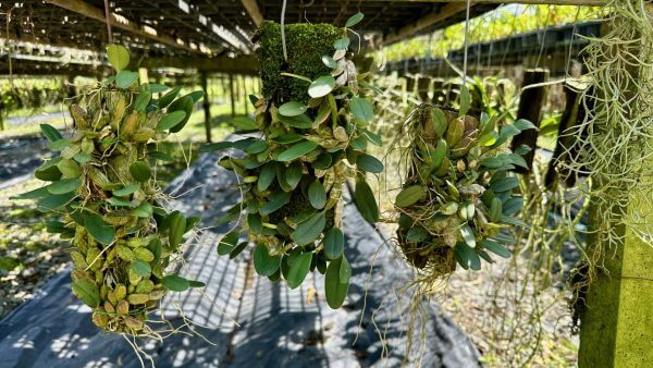 Dendrobium jenkinsii