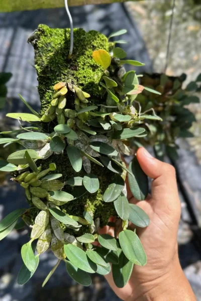 Dendrobium jenkinsii