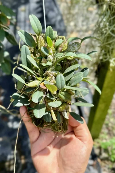 Dendrobium jenkinsii