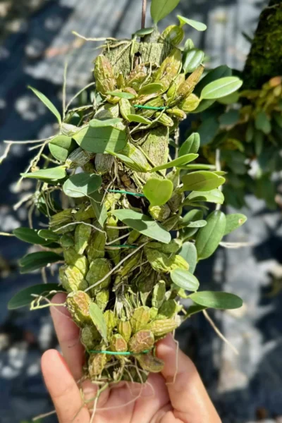 Dendrobium jenkinsii