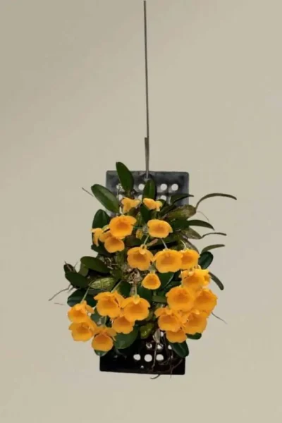 Dendrobium jenkinsii