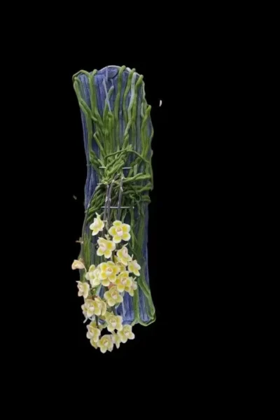 Chiloschista spp Rachaburi