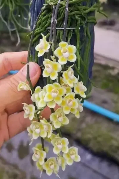 Chiloschista spp Rachaburi