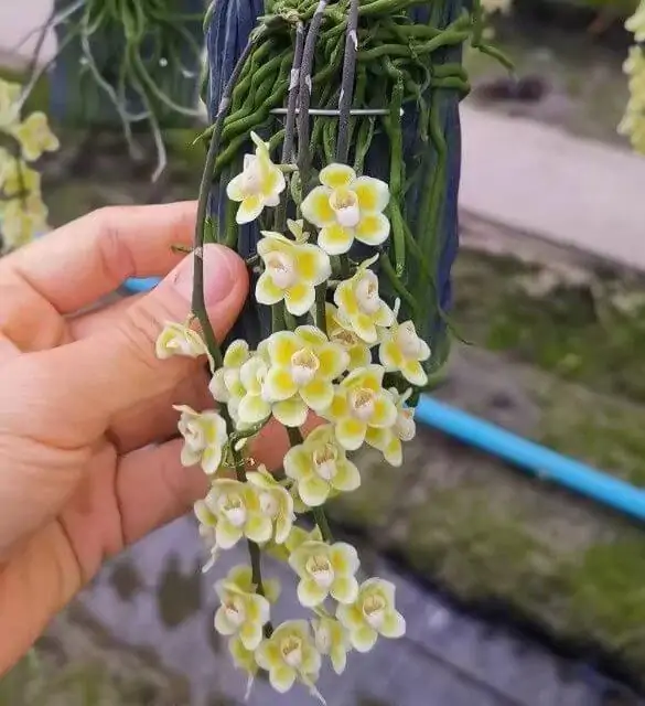 Chiloschista spp Rachaburi – Buy Online | Sib Orchid Chiloschista spp Rachaburi