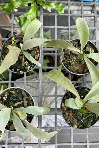 Platycerium Willinckii  Yellow moon Sporelings