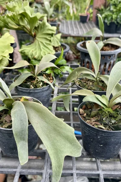 Platycerium Willinckii  Yellow moon Sporelings