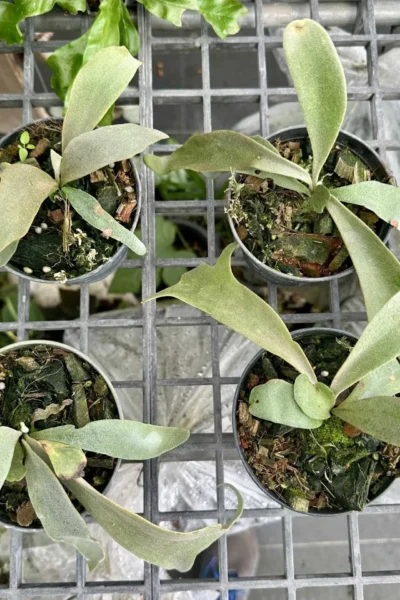 Platycerium Willinckii  Yellow moon Sporelings