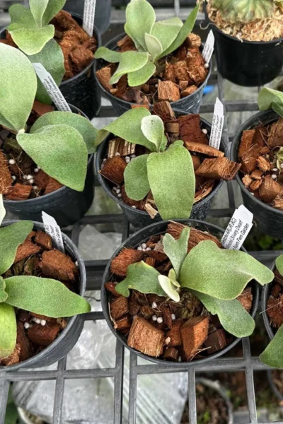 Platycerium Veitchii Willinckii Silvery Dwarf