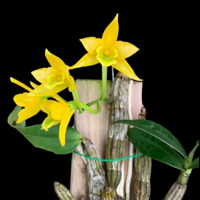 Dendrobium trigonopus (Small)