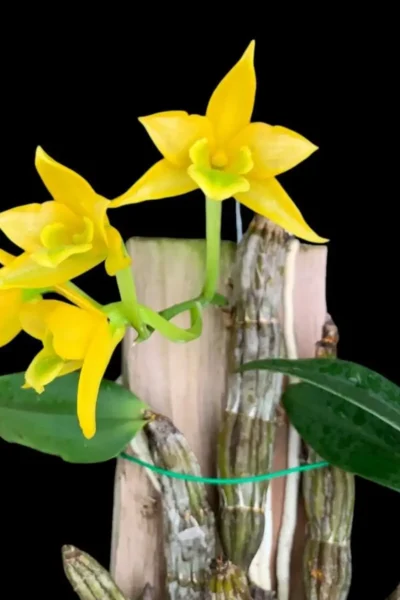 Dendrobium Trigonopus