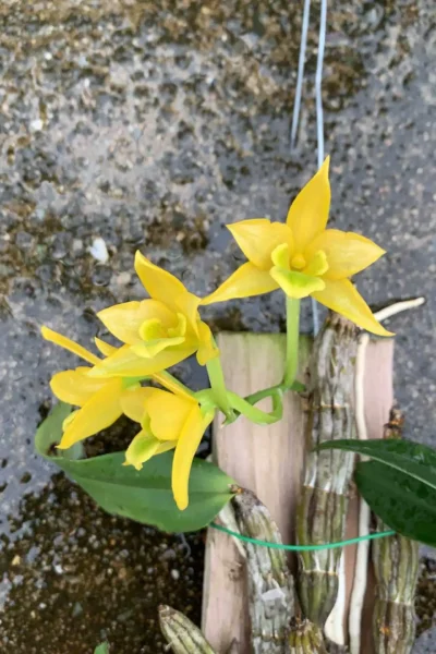 Dendrobium Trigonopus