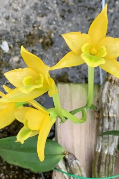 Dendrobium Trigonopus