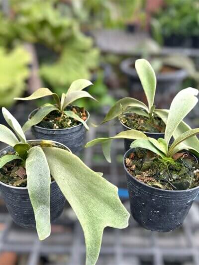 Platycerium Willinckii Yellow Moon Spore | For Sale Platycerium Willinckii Yellow Moon Spore | For Sale