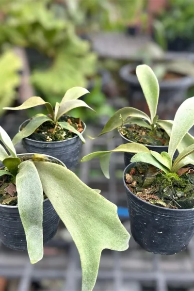 Platycerium Willinckii Yellow moon Sporelings