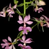 Calanthe rosea – Buy Online | Sib Orchid Calanthe rosea orchid plant for sale