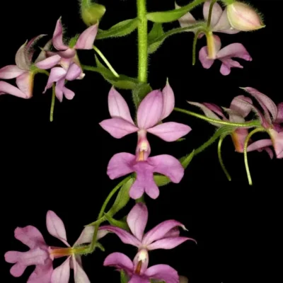 Calanthe rosea