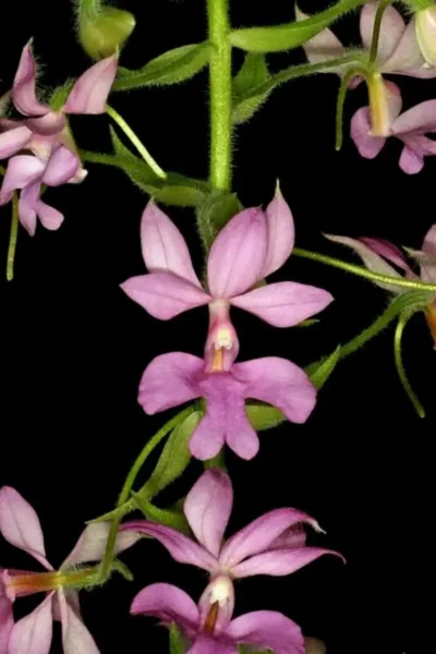 Calanthe rosea