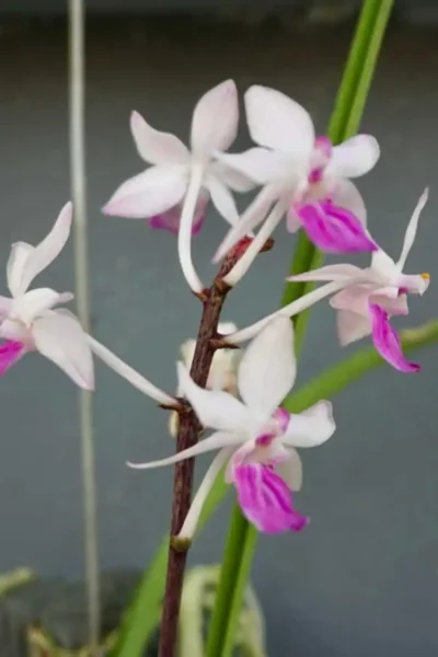 Holcoglossum amesianum x  Seidenfadenia mitrata