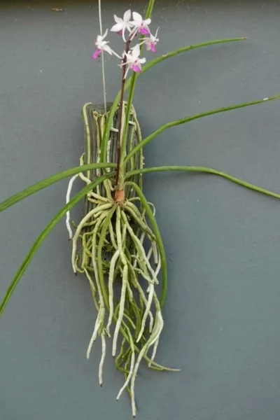 Holcoglossum amesianum x  Seidenfadenia mitrata