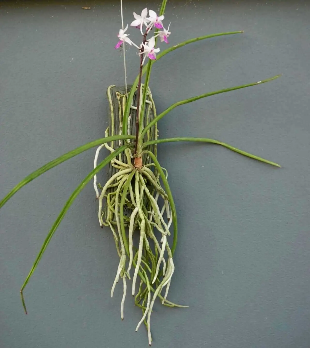 Holcoglossum Amesianum X Seidenfadenia Mitrata (Holcoglossum