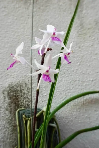 Holcoglossum amesianum x  Seidenfadenia mitrata
