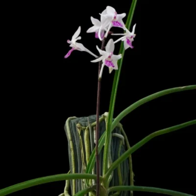 Holcoglossum amesianum x  Seidenfadenia mitrata (Holcoglossum Hybrids)