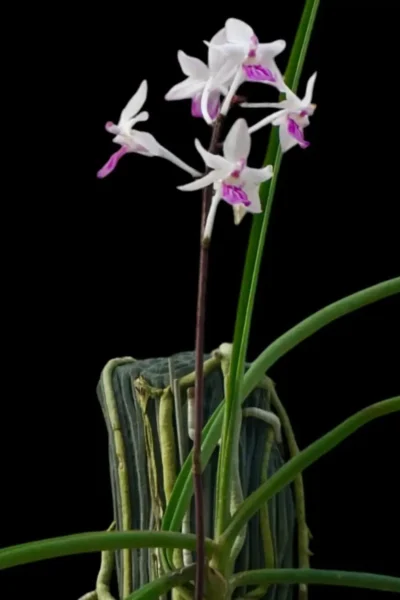 Holcoglossum amesianum x  Seidenfadenia mitrata