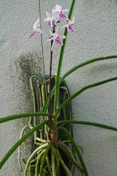 Holcoglossum amesianum x  Seidenfadenia mitrata