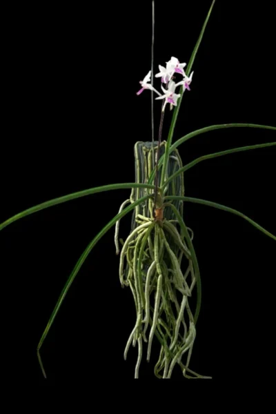 Holcoglossum amesianum x  Seidenfadenia mitrata