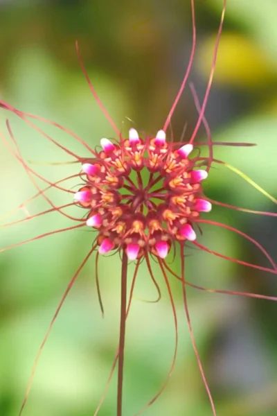Bulbophyllum gracillimum
